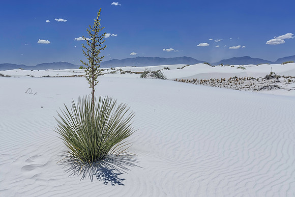 Yucca at White Sands NP