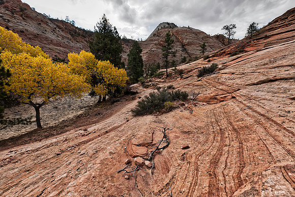 Zion NP - Pine Creek