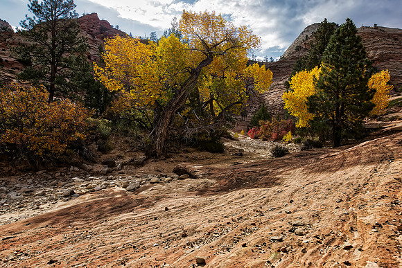 Zion NP - Pine Creek