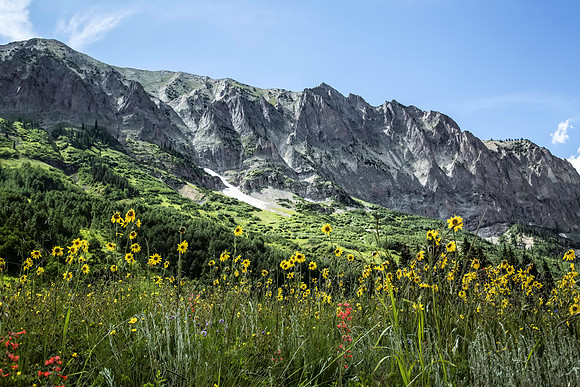 Wildflowers at Crested Butte