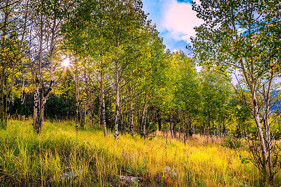 Fall Aspen Meadow