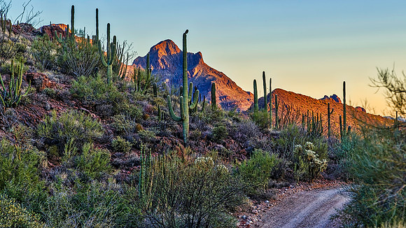 Organ Pipe Cactus National Monument