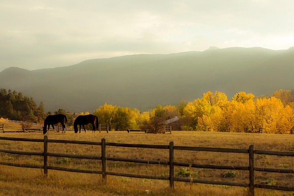 Horses at Perry Park