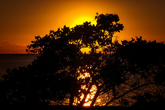 Shadowy Sunset