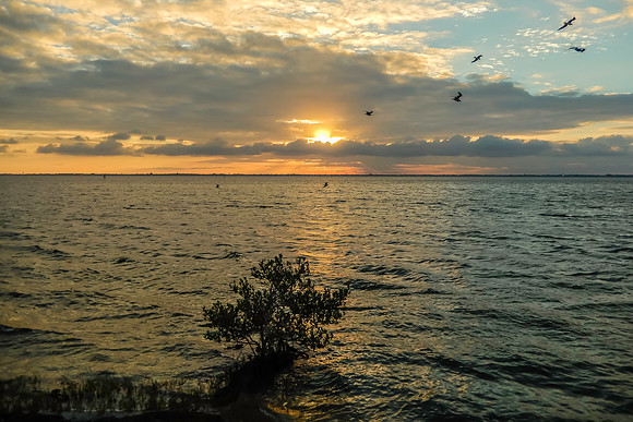 Manatee Sanctuary Sunset